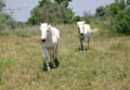 Camargue