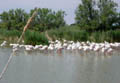 Camargue